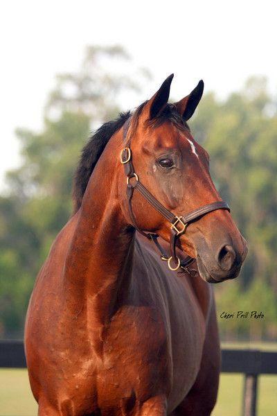 Blood bay thoroughbred horse Thourghbreds Bay, Horses Thoroughbred, Bay Thoroughbred, Bay Horses, Horse Mane, Pinto Horse, American Saddlebred, Bay Horse, Western Pleasure