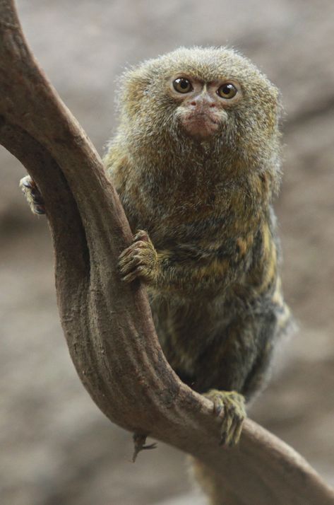 h4ilstorm: “Pygmy Marmoset (by Trinekphotography) ” Pygmy Marmoset, Marmoset Monkey, Tiny Monkey, Awesome Animals, Unusual Animals, Monkey Business, Animal Photos, Cute Animal Photos, Primates