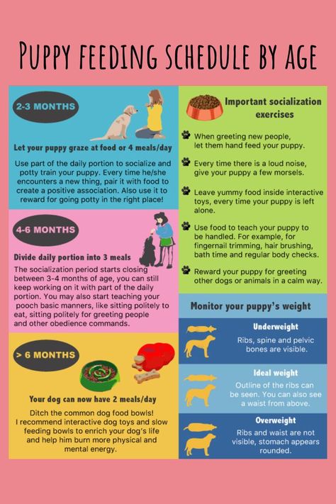 Feeding Schedule By Age, Puppy Feeding Chart, Dog Feeding Schedule, Puppy Feeding Schedule, Veterinary Receptionist, Shih Poo Puppies, Puppy Feeding, Puppy Training Schedule, Puppy Checklist