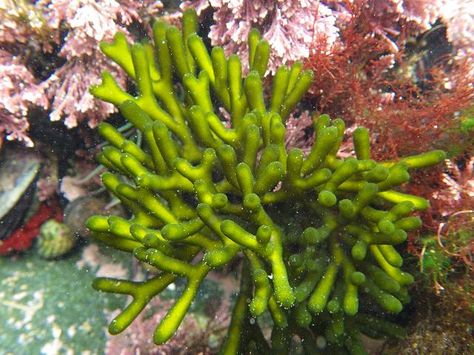 Codium fragile tomenosoides Green Sea Fingers seaweed images Saltwater Aquarium Fish, Underwater Plants, Marine Plants, Bush Plant, Marine Algae, Sea Slugs, Aquascape Aquarium, Green Algae, Saltwater Tank