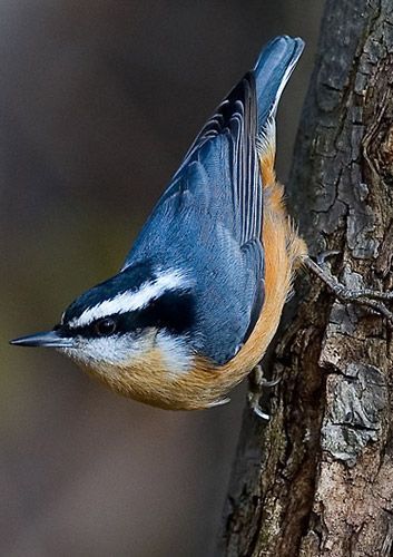 Nuthatch Bird, Bird House Kits, Wildlife Artists, Backyard Birds, Bird Pictures, Pretty Birds, Bird Photo, Colorful Birds, Bird Garden