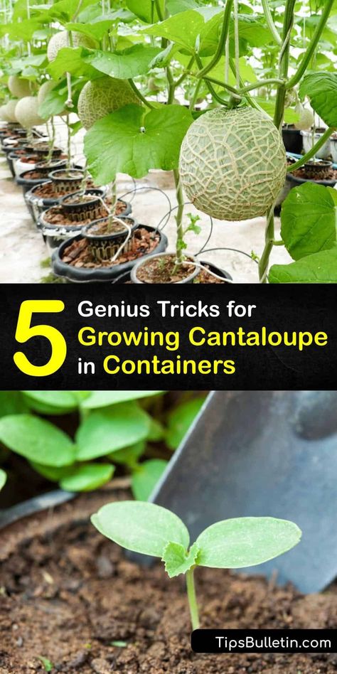 Growing Cantelope From Seed, Watermelon In Pots Growing, How To Grow Melons From Seeds, Cantaloupe Trellis Diy, Planting Cantaloupe Seeds, Diy Seed Planter, Growing Melons In Containers, How To Plant Cantaloupe, Cantaloupe Growing Tips