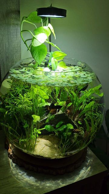 Cute Fishtanks, Fish Bowl Ecosystem, Round Fish Tank Ideas, Fish Bowl Plants, Ecosystem Fish Tank, Small Planted Aquarium, Small Fish Bowl Ideas, Bowl Aquarium Ideas, Natural Fish Tank Ideas