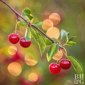 How to Grow Cherries Grow Fruit Indoors, How To Grow Cherries, Small Fruit Trees, Types Of Cherries, Pea Trellis, Cherry Plant, Types Of Christmas Trees, Tart Cherries, Sour Cherries