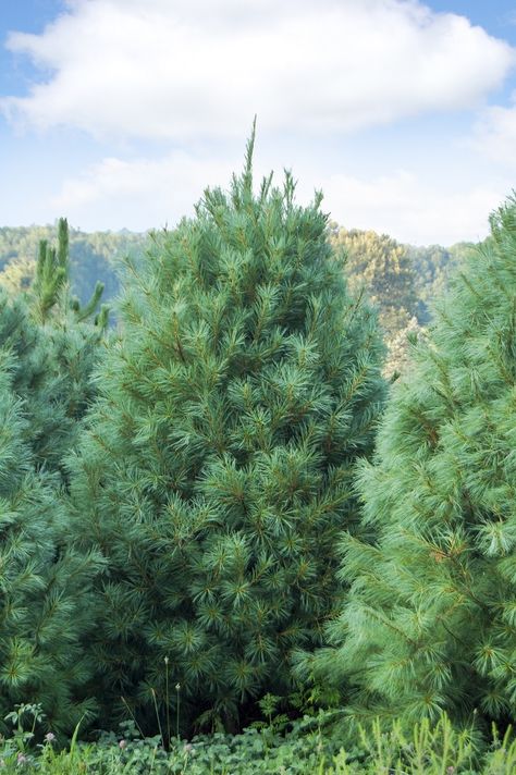 TOP 10 Fastest Growing Shade Trees - The Eastern White Pine is a beautiful fast-growing evergreen with soft blue-green needles. It makes a great windbreak or hedge in addition to a stunning specimen tree in the landscape. Mature trees are 50–80 feet high by 20–40 feet wide. Fast Growing Pine Trees, Trees For Privacy, Crafts Adults, Fast Growing Shade Trees, Fun Thanksgiving Crafts, Thanksgiving Turkey Craft, Fast Growing Evergreens, Easy Thanksgiving Crafts, White Pine Tree