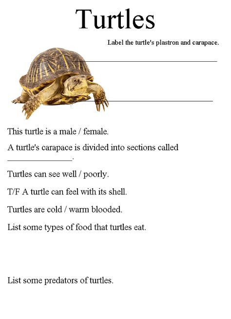 Week 9: subject- box turtles. Labeling information on turtles Turtle Worksheet, Reptile Unit Study, Nonfiction Main Idea, Science Lapbooks, Simple Machines Activities, Turtle Activities, Box Turtles, Science Unit Studies, Human Body Projects