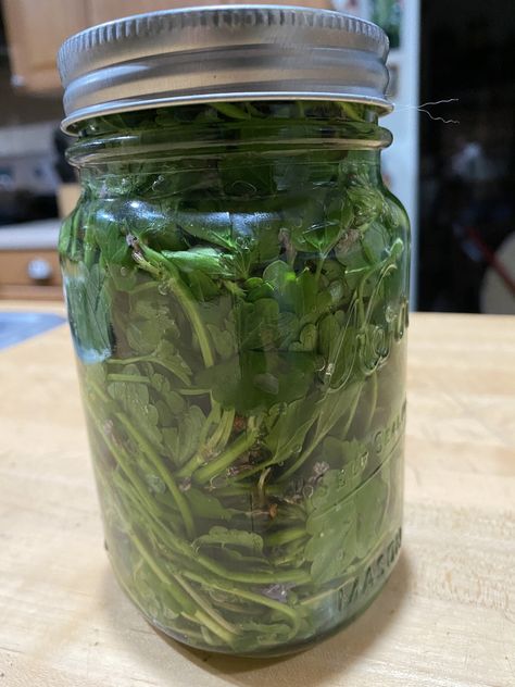 Creeping Charlie Tea — A Teaspoon Creeping Charlie Recipes, Creeping Charlie, Homestead Cooking, Tinctures Recipes, Wild Foraging, Herbal Remedies Recipes, Foraging Recipes, Mint Plants, Fresh Mint