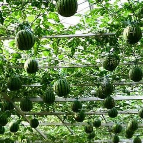 Watermelon Tree, Red Watermelon, Green Watermelon, Permaculture Design, Watermelon Seeds, Tree Seeds, Red Tree, Juicy Fruit, Permaculture