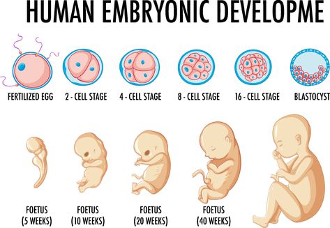 Body Science, Embryonic Development, Pregnant With A Girl, Effective Study Tips, Drawing Cartoon, Human Development, Cartoon Drawing, Cartoon Girl, Baby Monitor