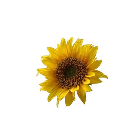 Sunflower Widget, Yellow Png Icons, Sunflower Icon, Tumblr Yellow, Yellow Png, Yellow Theme, Flower Icons, Yellow Decor, Sunflower Png