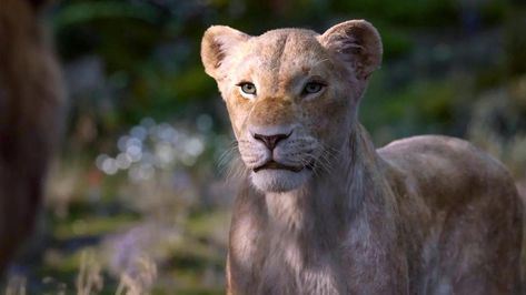 Lion King Remake, The Lion King 2019, Lion King 2019, Watch The Lion King, Between The Lions, Disney Mignon, Lion King Movie, Talking Animals, Il Re Leone