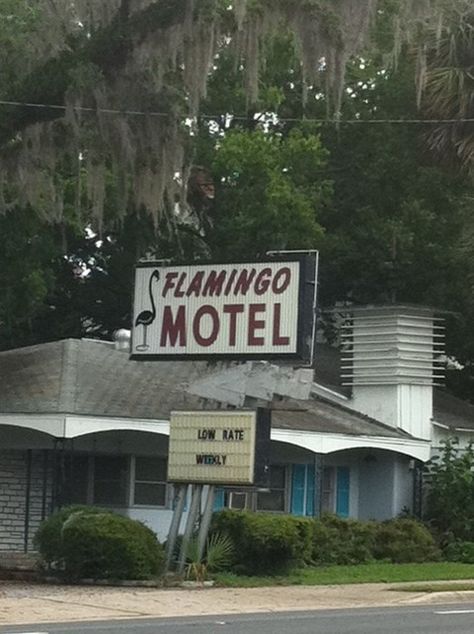 Flamingo Motel in Ocala, FL Gothic Florida, Swamp Goth, Florida Gothic, Southern Gothic Aesthetic, Southern Things, Florida Aesthetic, Beach Music, Ocala Florida, Florida Girl