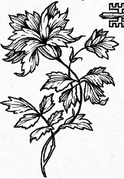 Medieval Flowers Illustration, Medieval Flower Tattoo, Woodcut Tattoo Nature, Medieval Linocut, Medieval Woodcut Art, Flower Woodcut, Wood Cut Tattoo, Medieval Woodcut Tattoo, Woodcut Flower