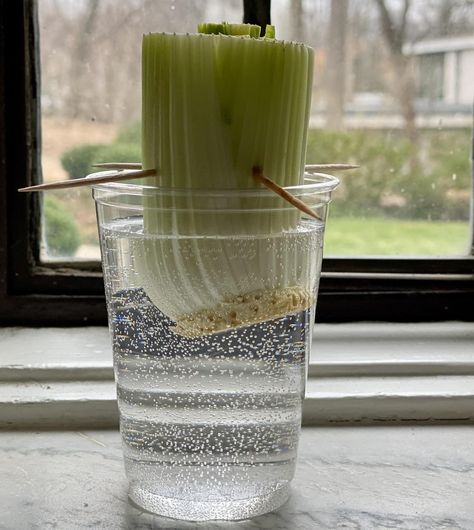 How to Grow a Celery Plant From a Stalk in 10 Easy Steps (Plus Growing Tips for How to Make It Thrive) | Gardening | 30Seconds Mom Planting Celery From Stalk, Grow Celery From Stalk Indoors, How To Plant Celery, Growing Celery From Stalk, How To Grow Celery From Stalk, Grow Celery From Stalk, Celery Growing, How To Grow Celery, Grow Celery