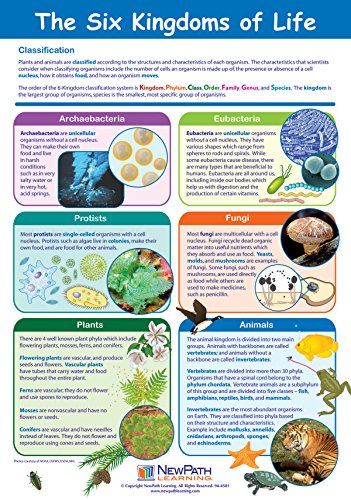 The Six Kingdoms of Life Poster - Laminated, Full-Color, 23" x 35" NewPath Learning 5 Kingdom Classification, Kingdom Classification, Grade 6 Science, Cc Cycle 1, Study Biology, Science Camp, 7th Grade Science, Teaching Posters, 6th Grade Science