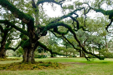 Living In Mississippi, Picayune Mississippi, Pascagoula Mississippi, Mccomb Mississippi, Where To Live, Clay County, Jackson Mississippi, Places To Live, Jackson County