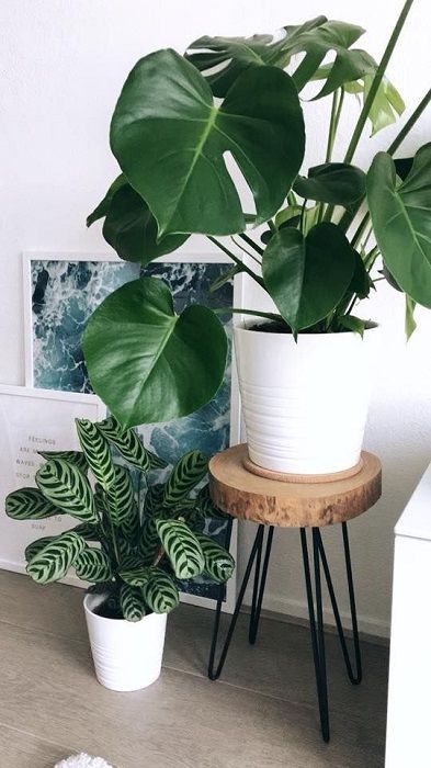 Apartment Checklist, Plant Mama, نباتات منزلية, Plants Ideas, Decor Ikea, Plants Decor, People Happy, Interior Plants, Minimal Home