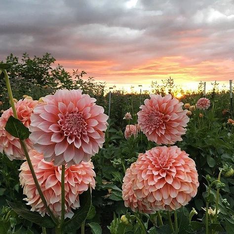 “I must have flowers, always and always.” 🌸 #regram @floretflower Delilah Flower, Rose Garden Landscape, Beautiful Bouquet Of Flowers, Dahlia Flower, Through The Looking Glass, Flower Seeds, Country Living, Flowers Photography, My Flower