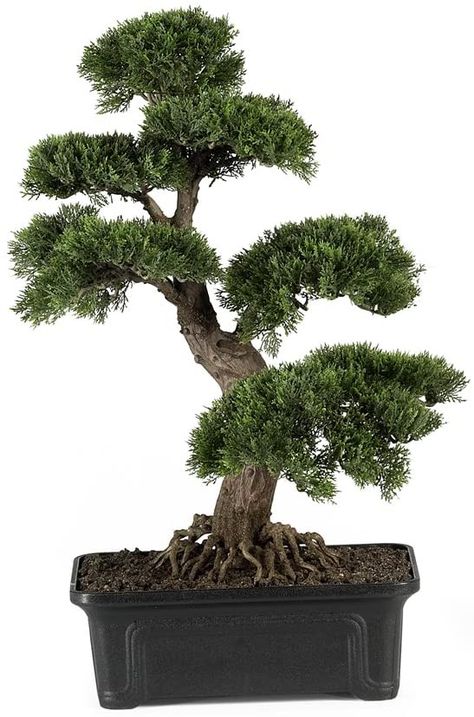 Amazon.com: Nearly Natural 4103 24in. Cedar Bonsai Silk Plant,Green : Grocery & Gourmet Food Cedar Bonsai, Artificial Tree, Nearly Natural, Bonsai Tree, Bonsai, Trees, Silk, Green