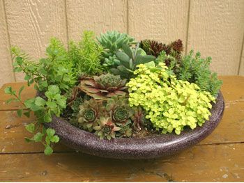 http://alekhouse.hubpages.com/hub/httpwwwOutdoorcontainergardeningPlantingabeautifulpotofflowerscom Shallow Planter Ideas Outdoor, Shallow Pot Plants, Plants For Shallow Pots, Hanging Plants With Half Bowl, Shallow Planter Ideas, Pots With Flowers, Flower Pot Tower, Tower Planter, Recycled Garden Planters