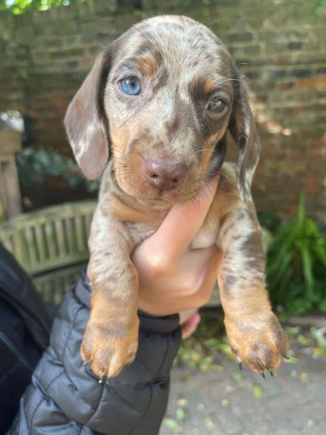 Miniature dachshund Dapple Dachshund Miniature, Miniature Dachshund Puppy, Mini Dachshund Puppies, Dachshund Miniature, Puppy Pads Training, Dachshund Puppies For Sale, Dachshund Puppy Miniature, Dapple Dachshund, Puppy Pads