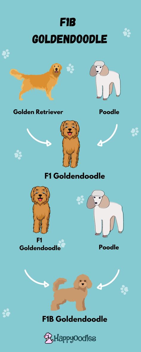 If you are looking for a Goldendoodle puppy you will most likely come across advertisements for either an F1B Goldendoodle or an F1 Goldendoodle. You might be wondering what F1 and F1b mean and if they are important for you to know. Join us as we go over what an F1B Goldendoodle is and how it compares to the F1 Goldendoodle. (#f1goldendoodle, #f1bgoldendoodle, #F1GoldendoodlevsF1bGoldendoodle. #F1bgoldendoodlepuppies, #f1goldendoodlepuppies) https://happyoodles.com/2022/02/f1b-goldendoodle/ Generation Chart, F1 Goldendoodle, F1 Mini Goldendoodle, F1b Goldendoodle, Cavapoo Dogs, Puppy Time, Mini Goldendoodle, Goldendoodle Puppy, Working Dogs