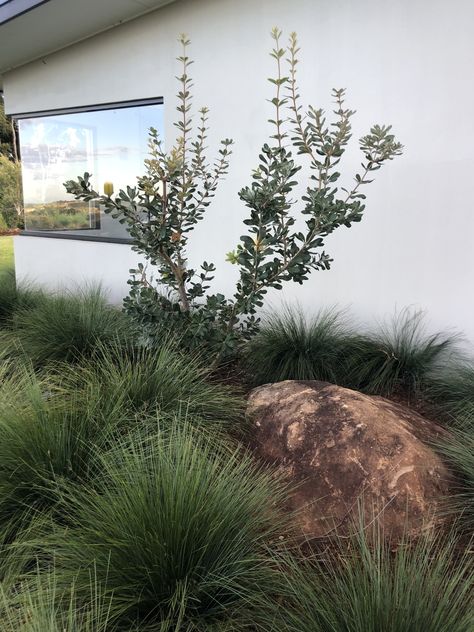 Native Hedge Australian, Australian Bush Garden, Mountain Home Landscaping Ideas, Landscaping With Boulders Front Yard, Australian Cottage Garden, Natural Rock Landscaping, Native Front Yard, Draught Tolerant Landscape, Native Cottage Garden