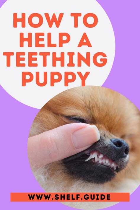 Puppy Teething Remedies Frozen, Puppy Teething Remedies, Teething Tips, Frozen Dog Treats, Teething Remedies, Dog Remedies, Puppies Tips, Puppy Teething, Bernedoodle Puppy