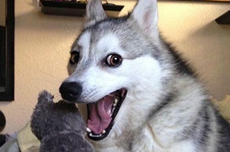 17 Pun Dog Puns That Will Instantly Brighten Your Day - the dog though♥ Smiling Dog Meme, Pun Husky, Husky Jokes, Bad Pun Dog, Husky Humor, Dog Puns, Alpha Phi Omega, Reaction Image, Husky Funny