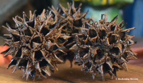 The magick & medicinal uses of witches burrs & how to use them – Beckoning Broom Witches Burrs, Sweet Gum Tree Crafts, What Is A Witch, Granny Witch, Spell Ingredients, Hoodoo Magic, Witches Kitchen, Home Magic, Wiccan Crafts