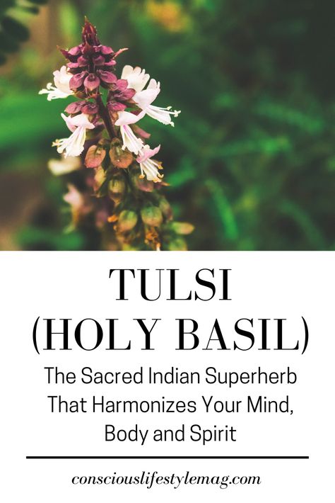 Tulsi (Holy Basil): Tulsi, also known as Holy Basil, has a wide range of psycho-spiritual and physical health benefits and is widely believed to be a gift from Hindu Gods. #Tulsi #HolyBasil #Superfoods #HolisticHealth #ConsciousLifestyleMag Tulsi Basil Benefits, Benefits Of Tulsi Tea, Tulsi Benefits Health, Holy Basil Benefits Health, Tulsi Tea Benefits, Tulsi Benefits, Holy Basil Benefits, Expand Your Consciousness, Dna Code