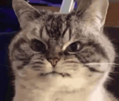 Angry Cat Gif, Annoyed Cat, Grumpy Dog, Cat Animated, Angry Animals, Cute Lizard, Amazing Gifs, Angry Cat, Funny Doodles