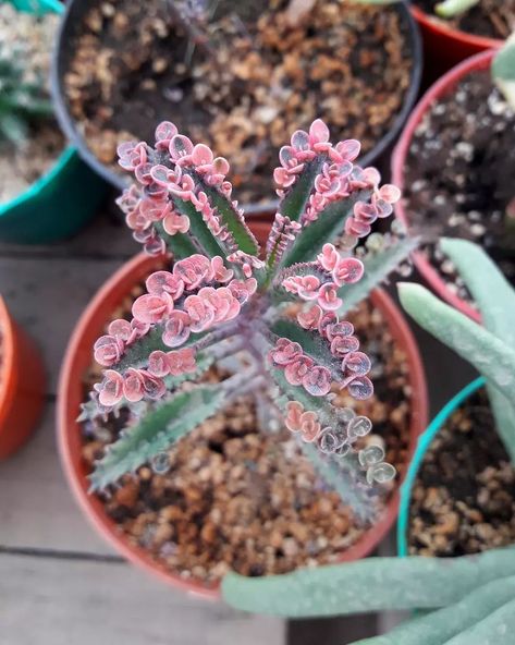 The Pink Mother Of Thousands Kalanchoe 'Pink Butterflies' Mother Of Thousands, Colorful Plant, Butterfly Plants, Garden Shears, Insecticidal Soap, Types Of Succulents, Succulent Soil, Fast Growing Plants, Liquid Fertilizer