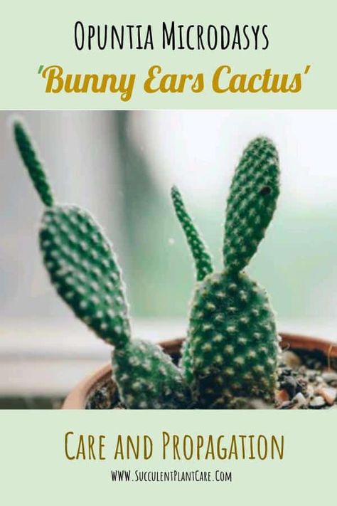 Opuntia Microdasys 'Bunny Ears' Care and Propagation Propagating Cactus, Polka Dot Plant, Cacti Plants, Bunny Ear Cactus, Full Sun Flowers, Opuntia Microdasys, Red Succulents, Garden Plant Stand, Cactus Care