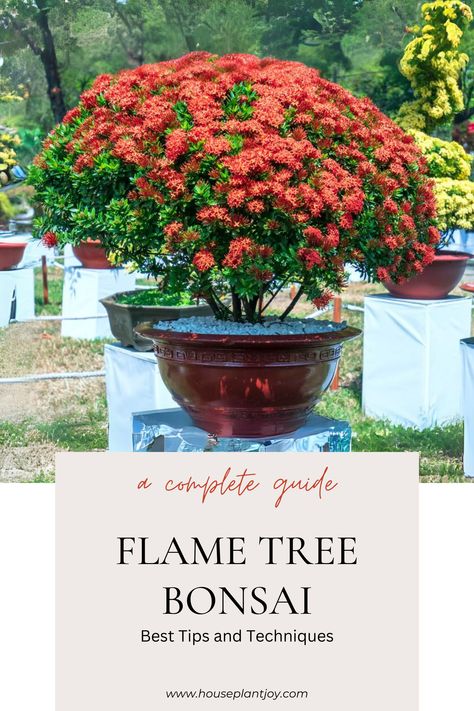 Ignite your bonsai journey with a fiery Flame Tree! 🔥🌳 Discover the art of transforming this vibrant tropical beauty into a miniature masterpiece. From pruning to styling, we'll share tips and tricks to cultivate a stunning Flame Tree bonsai. Let's fan the flames of your bonsai passion! #flameTreeBonsai #bonsai #bonsaiculture #gardening #tropicalbonsai #diy #hobbies #naturelover #plantlover Diy Hobbies, Bonsai Tree Types, Flame Tree, Tropical Beauty, Bonsai Tree, Plant Lover, Nature Lover, Tips And Tricks, Hobbies