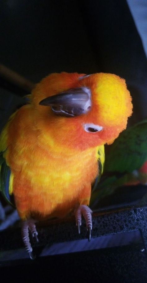 Birds, Bird Food, Parrot Food, animals, Pet Birds, nature, naturelover, birdlife, birdhome, birdinstagram, parrots, exotic birds, Sun Conure Cage Setup, Conure Cage Setup, Bird Cage Setup, Sun Conure Parrot, Sun Conures, Conure Cage, Parrot Food, Conure Parrots, Sun Conure