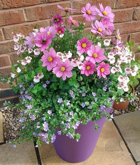 East Side Of House Landscaping, English Cottage Container Garden, Cosmos In Containers, Small Potted Flowers, Pots In Garden Beds, Cosmos In Pots, Cosmos Container, Potted Cosmos, Flowers For Small Pots