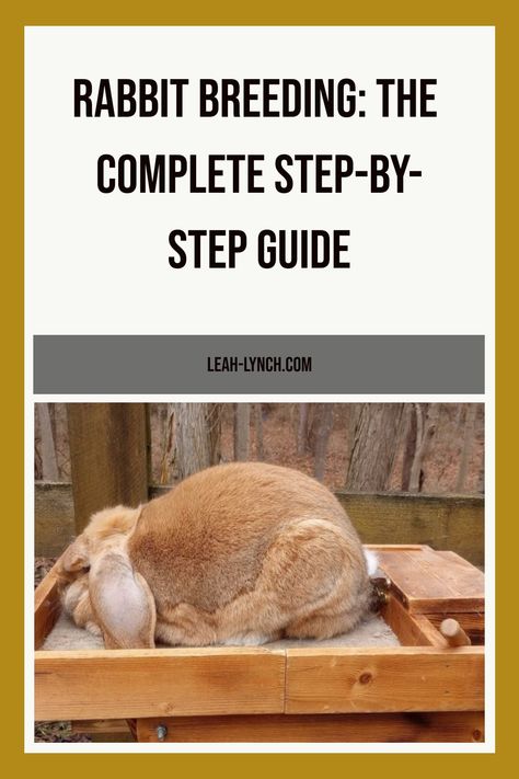 This guide is a full walk through on rabbit breeding plus the best tips I have for making sure the breeding is successful. Rabbit Breeding Chart, Rabbit Breeding Setup, Rabbit Setup, Rabbit Colony, Rabbit Breeding, French Lop, Raising Rabbits For Meat, Show Rabbits, Animal Breeding