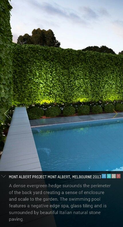 Hedge with ficus (and dwarf tahitian lime?)  Love the up-lighting. Ficus Hedge, Pool Outdoor Living, Pool Lighting, Ideas For Backyard, Evergreen Hedge, Garden Hedges, Pool Landscape Design, Pool Outdoor, Backyard Lighting