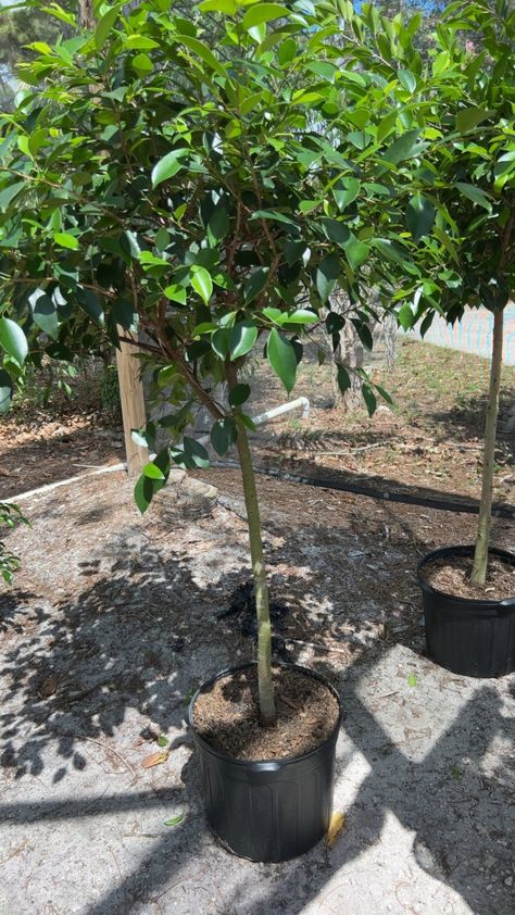 14” Ficus Nitida Standard 5-5.5', Full, Nice Ficus Nitida, Plants