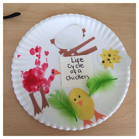 Life cycle of a chicken Life Cycle Of Hen Craft, Egg Life Cycle Preschool, Lifecycle Of A Chicken Craft, Life Cycle Of Chicken Preschool, Life Cycle Of A Chicken Craft, Chicken Life Cycle Preschool, Chicken Preschool, Lifecycle Of A Chicken, Chicken Life Cycle Craft