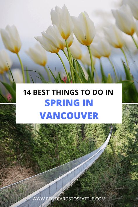 Looking for things to do in Vancouver in the spring? Here are some of the best places to go and events to attend in spring in Vancouver. Vancouver Winter, Things To Do In Vancouver, British Columbia Travel, Visit Vancouver, Pacific Northwest Travel, Washington State Travel, Granville Island, Cherry Blossom Festival, Downtown Vancouver