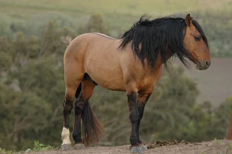 Meet Chief: a Sulphur Spring stallion from Sulphur Springs, Utah. His herd lives at Return to Freedom and represents the influence of bloodlines that go back to the Spanish Sorraia horse and the Iberian peninsula in Spain. Kiger Mustang, Wild Horses Mustangs, Horse Reference, Sulphur Springs, Mustang Horse, Horse Colors, Country Cowgirl, Wild Mustangs, All The Pretty Horses