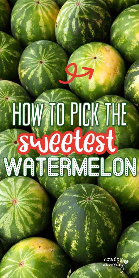 How to pick the best watermelon, what should you look for? This tip hack helps me choose the sweetest one every time at the grocery store. When To Pick Watermelon, How To Choose Watermelon, Picking Watermelon, How To Store Watermelon, Romaine Lettuce Growing, Watermelon Hacks, Watermelon Snack, Best Watermelon, Summer Sweets