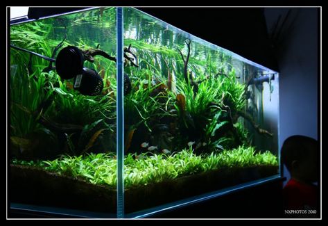 Java Fern rescape ... Java Fern Aquascape, Rock Cover, Buying Stuff, Betta Fish Tank, Long Tank, New York Post, Low Tech, Betta Fish, Stick It Out