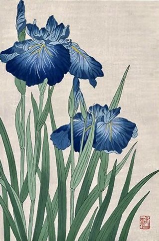 Japanese Drawing, Japanese Iris, Dreamy Flowers, Japanese Drawings, Art Japan, Botanical Art Prints, Japanese Flowers, Japanese Woodblock, Art Japanese