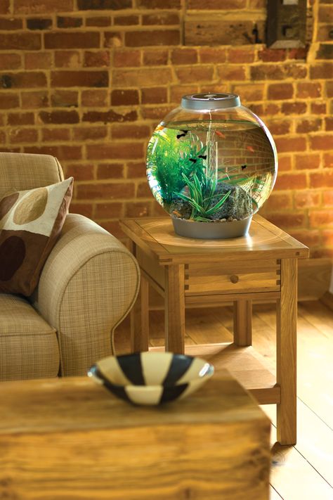 Biorb Fish Tank, Aquarium Shop, Cool Fish Tanks, Betta Aquarium, Beautiful Terrariums, Aquarium Ideas, Cool Fish, Home Aquarium, Decorative Pots