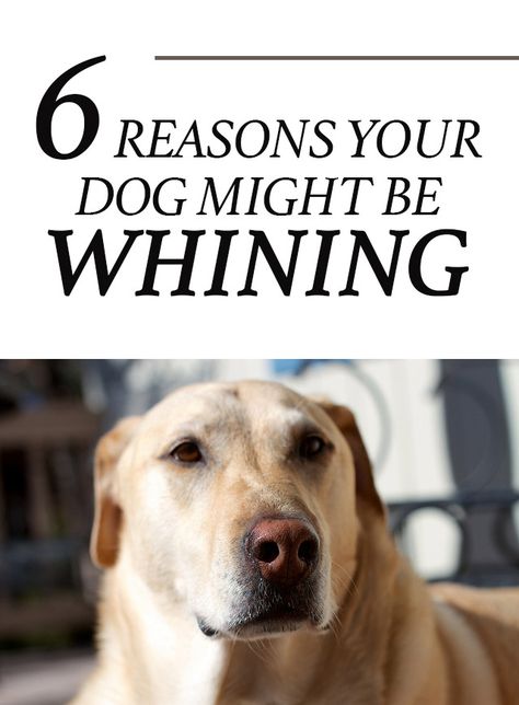 6 Reasons Why Your Dog Might Be Whining http://iheartdogs.com/6-reasons-your-dog-may-be-whining/ Dog Whining, Dog Tips, Dog Info, Pet Hacks, Dog Behavior, Dog Health, Dog Training Tips, Puppy Training, Training Your Dog