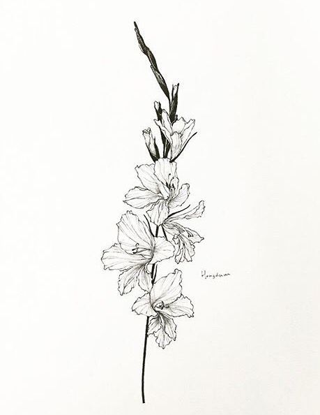 Gladiolus Flower Drawing Tattoos, August Symbols, Flower Of Strength, Gladiolus Drawing, Gladiolus Flower Drawing, Gladiolas Tattoo, August Flower Tattoo, Gladiolus Flower Tattoos, August Flower