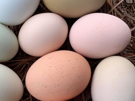 Pink eggs are not common, but a few chicken breeds have pink egg layers. Find out which ones. Pink Eggs, Chicken Eggs Colors, Chickens And Their Egg Colors, Light Brahma Chicken, Chicken Breeds And Egg Color, Brahma Chicken Eggs, Buff Brahma Chicken, Pink Eggs Chickens, Chicken Breeds For Eggs